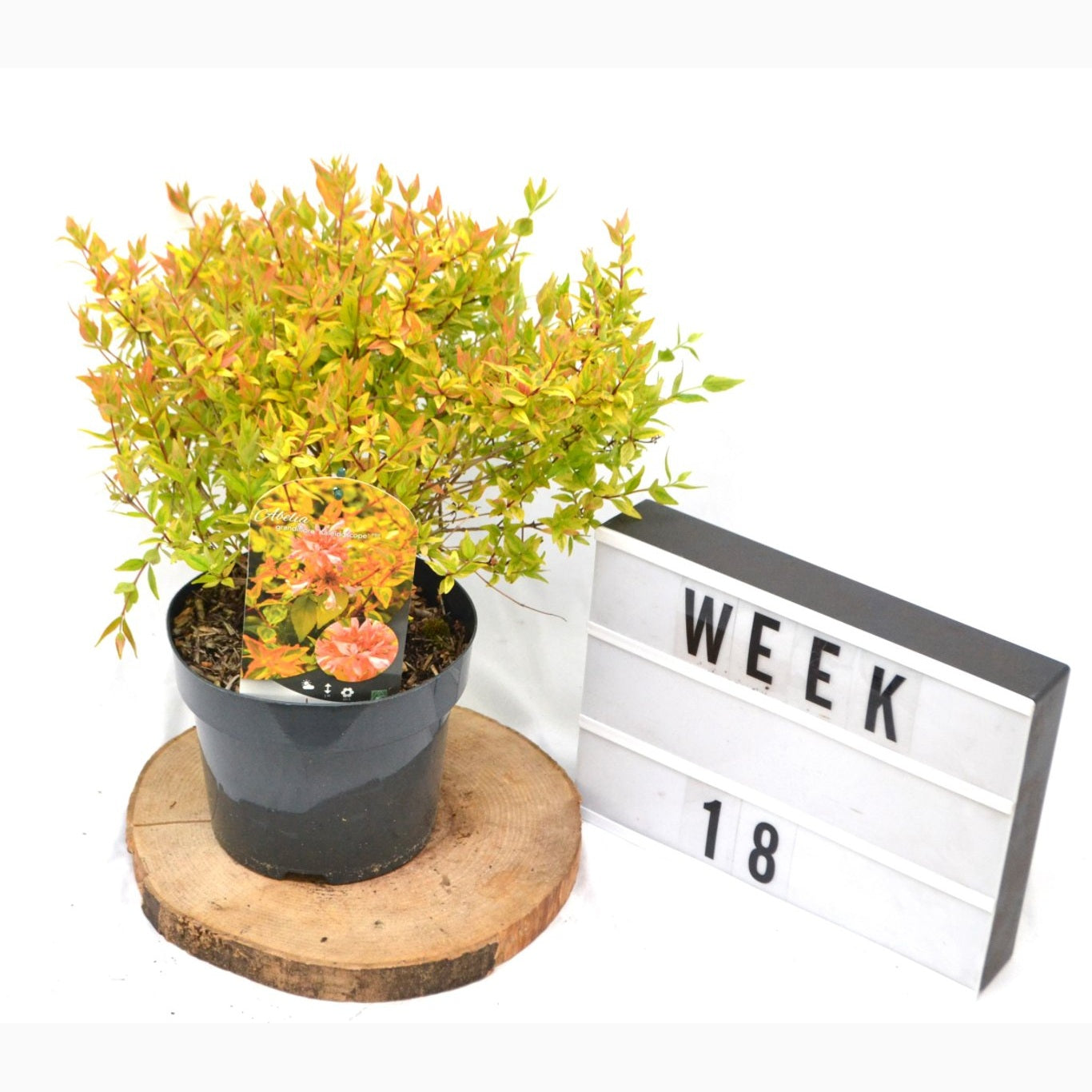 Storablia – Abelia grandifl. 'Kaleidoscope' - C3 20-40 CM